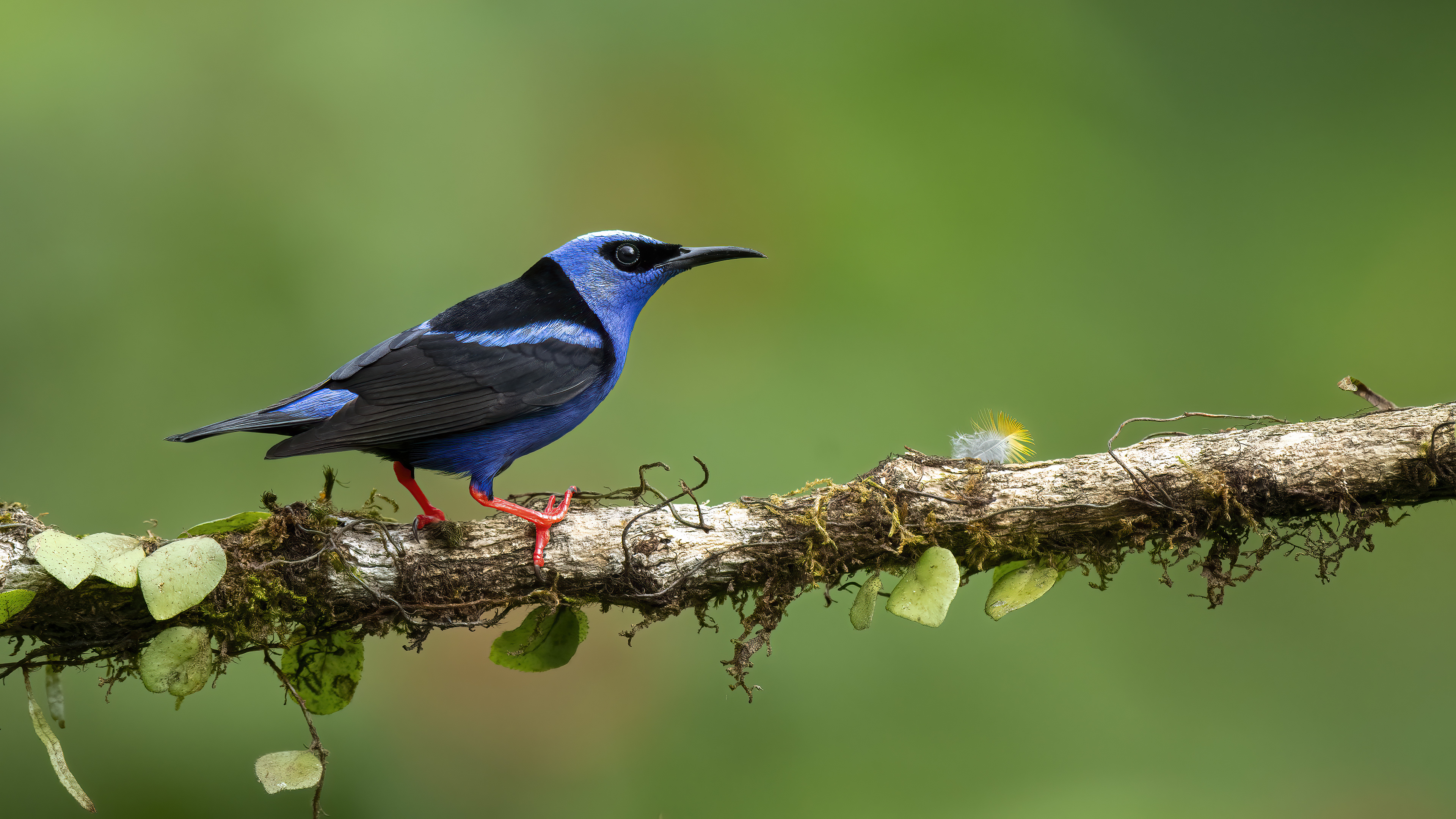 Red-legged Honeycreeper